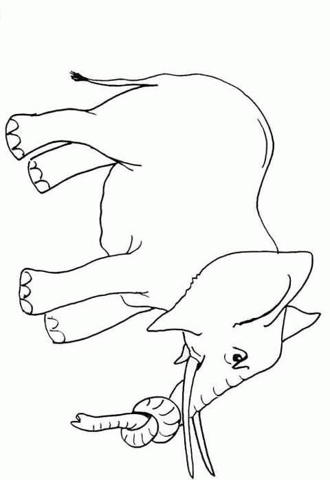 Elephant Dessin De Face Nouveau Galerie Imprime Le Dessin à Colorier D éléphant
