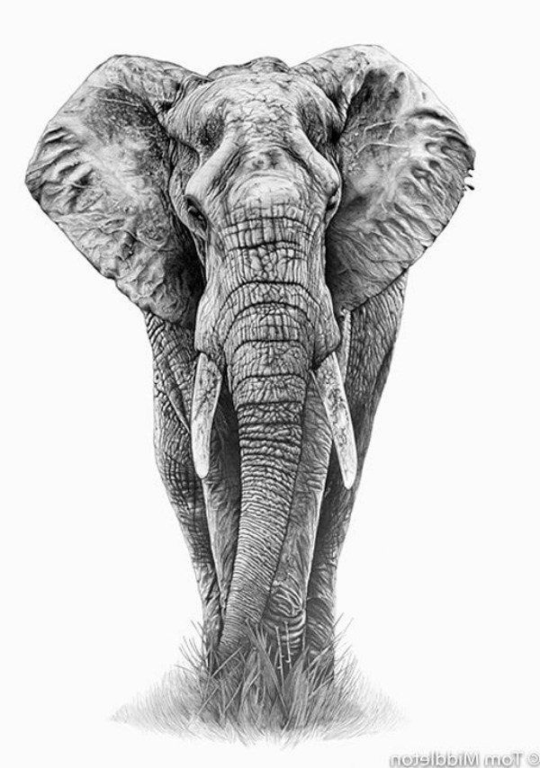 Elephant Dessin De Face Nouveau Images Incredible Wildlife Pencil Drawings by tom Middleton