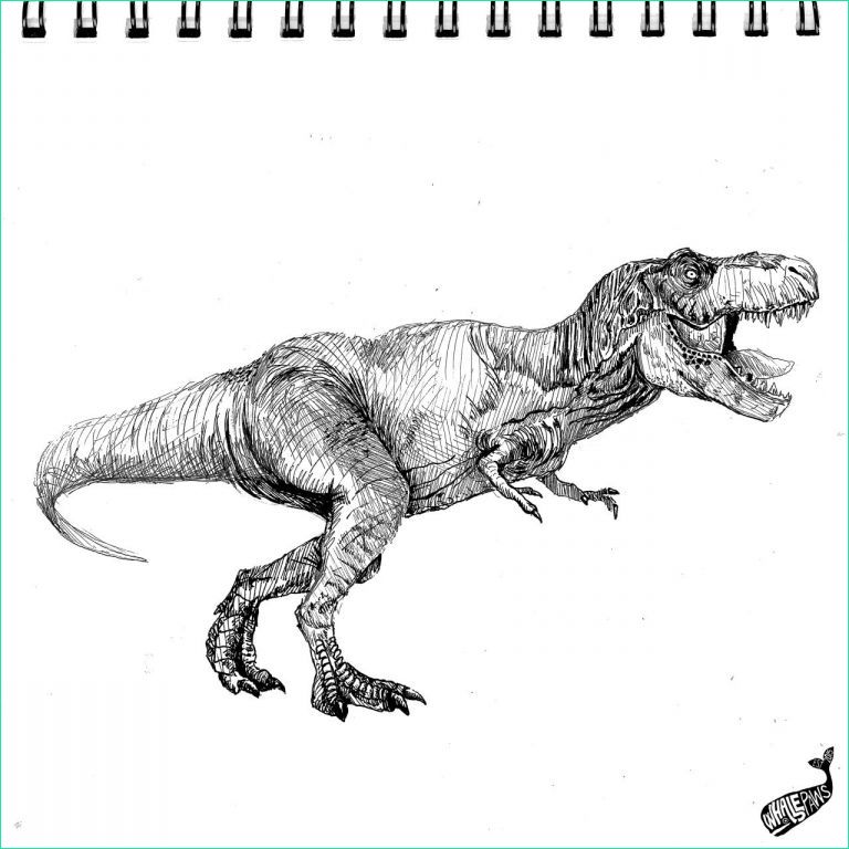 T-rex Dessin Inspirant Image Dinosaure Dessin Beau S T Rex Art Drawing Trex