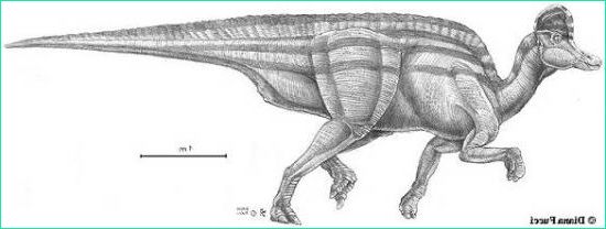 Brachiosaure Dessin Beau Images Coloriages à Imprimer Brachiosaure Numéro