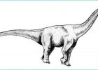 Brachiosaure Dessin Bestof Stock Coloriages à Imprimer Brachiosaure Numéro