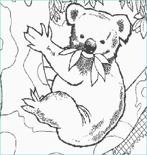 Coloriage Animaux Sauvage Cool Photographie Coloriage Koala Maternelle Dessin Gratuit à Imprimer