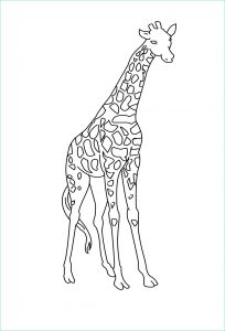Coloriage Animaux Sauvage Impressionnant Stock Coloriage Animaux Sauvages A Imprimer Gratuit