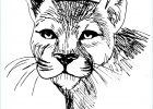Coloriage Animaux Sauvage Inspirant Photos 19 Dessins De Coloriage Felins Sauvages à Imprimer