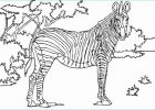 Coloriage Animaux Sauvage Luxe Photos Coloriage A Imprimer D Animaux Sauvages Animaux Sauvages