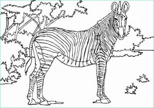 Coloriage Animaux Sauvage Luxe Photos Coloriage A Imprimer D Animaux Sauvages Animaux Sauvages