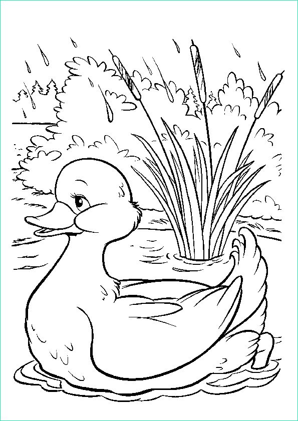 Dessin Canard Facile Impressionnant Images Nos Jeux De Coloriage Canard à Imprimer Gratuit Page 3 Of 11