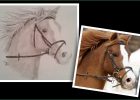 Dessin Cheval Beau Collection soon A Horse Novembre 2013