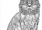 Dessin De Chat A Imprimer Gratuit Élégant Galerie Dessin De Chat Gratuit à Imprimer Et Colorier Coloriages