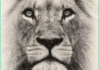 Dessin De Tête De Lion Luxe Photographie 144 Meilleures Images Du Tableau Tatouage Lion En 2020