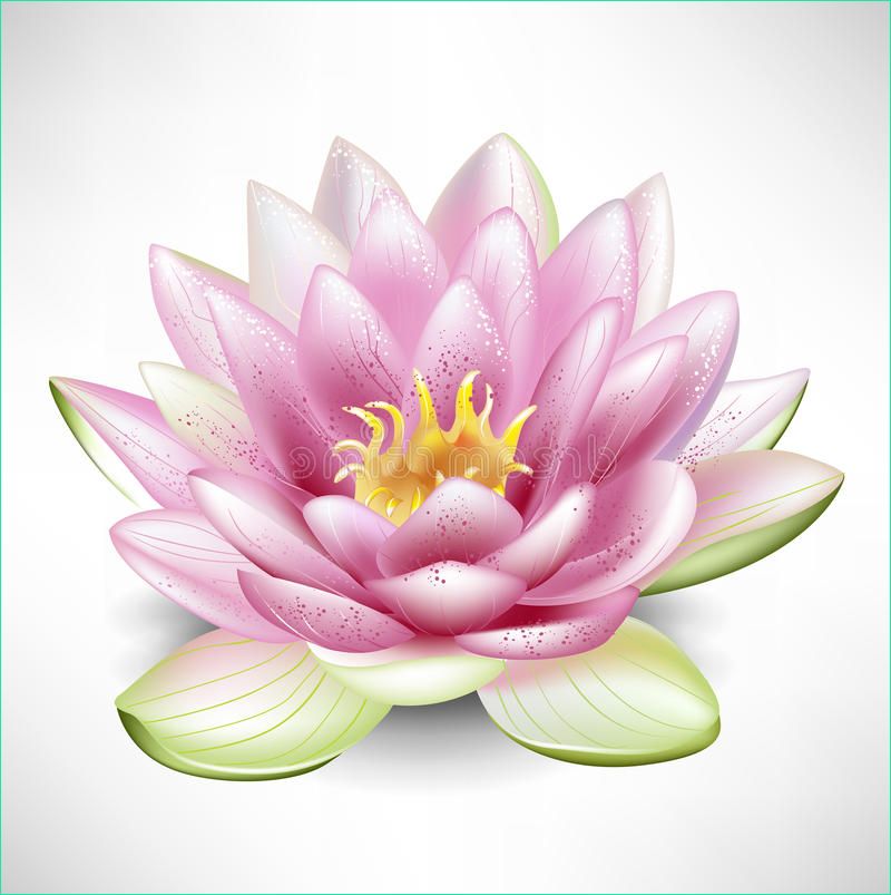 Dessin Fleur De Lotus Beau Photographie Single Blossoming Lotus Flower Stock Vector Illustration