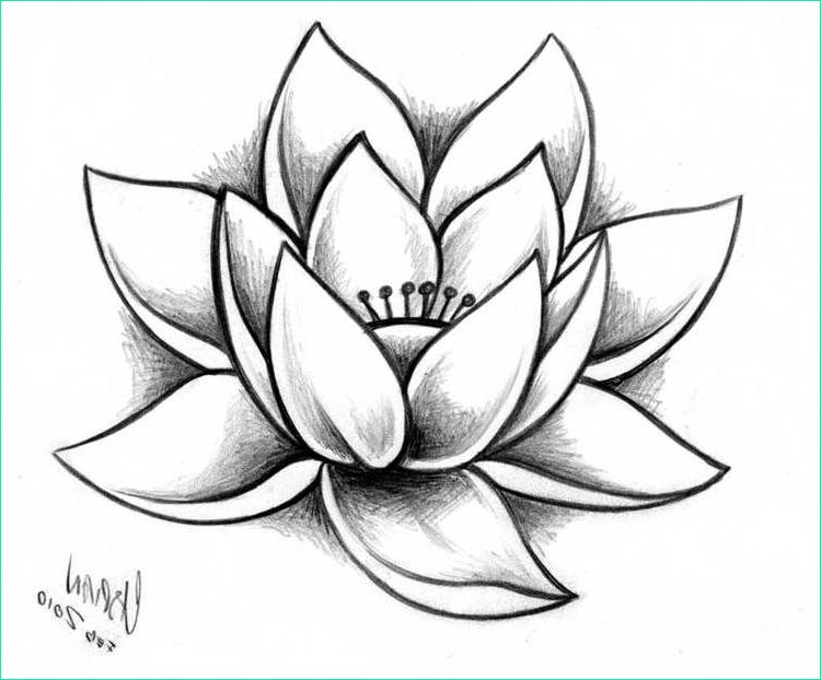 Dessin Fleur Lotus Beau Photos Sketches