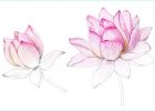 Dessin Fleur Lotus Inspirant Photographie Florence Gendre Illustration — Fleur De Lotus En Couleur