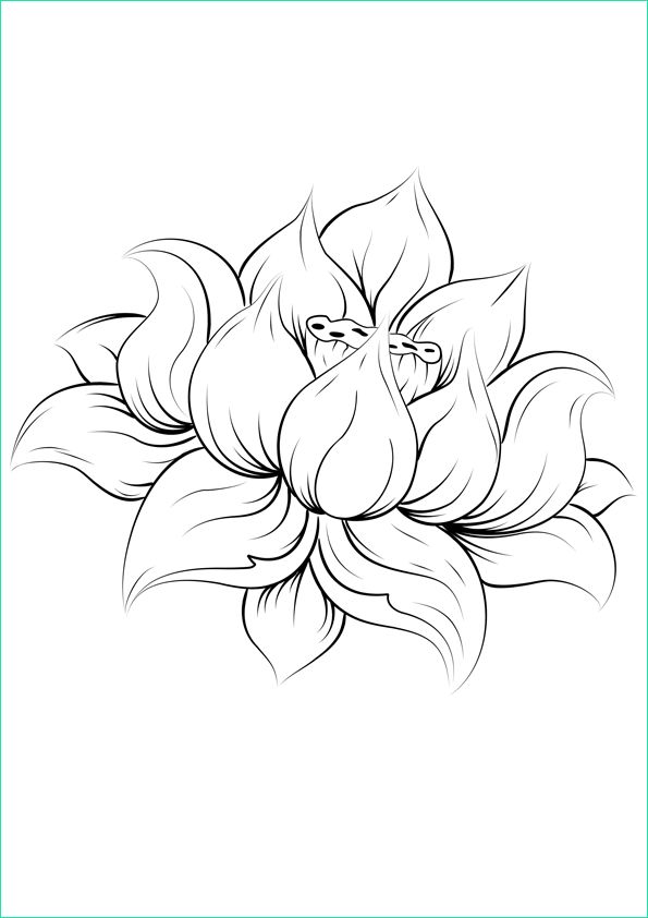 Dessin Fleur Lotus Inspirant Stock Dessin D Une Fleur De Lotus …