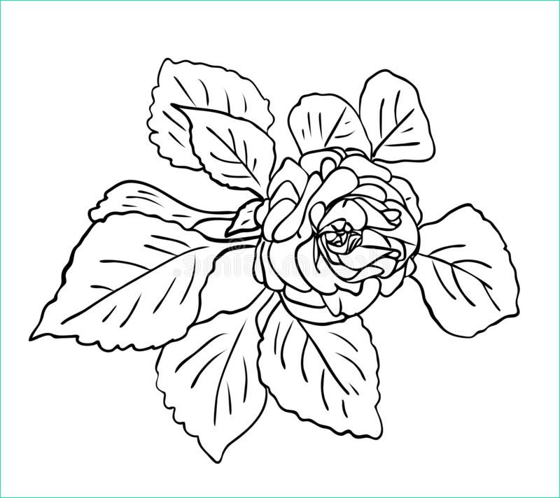 Dessin Petite Fleur Élégant Photographie Dessin D isolement D Une Fleur De Rose Illustration Stock