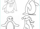 Dessin Pingouin Facile Cool Photographie Coloriage Dessin Pingouin Banquise Dessin