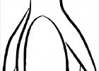 Dessin Pingouin Facile Nouveau Collection Coloriage De Pingouin Facile à Imprimer Sur Coloriage De