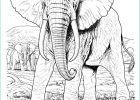 éléphant à Colorier Luxe Image Coloriage A Imprimer Elephants Dans La Savane Gratuit Et