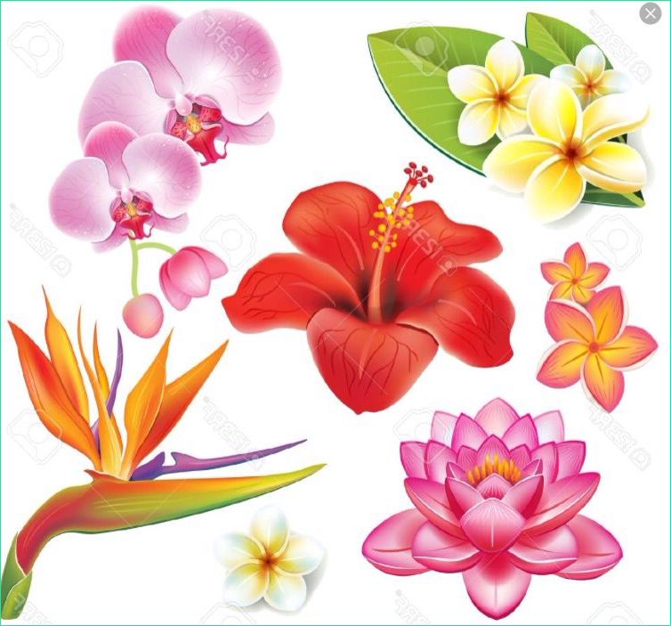 Fleur Hawaienne Dessin Beau Image Fleurs