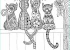 Mandala Animaux Chat Beau Galerie 1001 Pages De Coloriage Anti Stress Pour Garder L Esprit