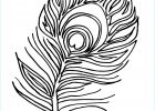 Plume Coloriage Beau Photographie Bird Feather Coloring Pages at Getcolorings