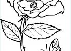 Rose Coloriage Inspirant Image Coloriage Rose Fleur à Imprimer