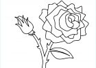 Rose Coloriage Luxe Photos Free Printable Roses Coloring Pages for Kids