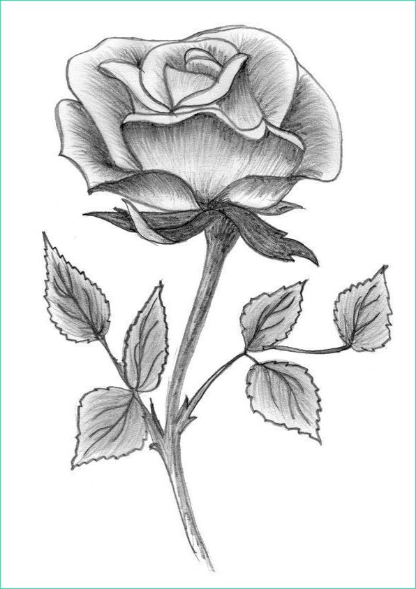Rose Dessin Facile Nouveau Photos Rose Drawing En 2019
