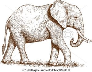 Tete Elephant Dessin Bestof Photographie Vectors Of Illustration Of Engraving Elephant Vector