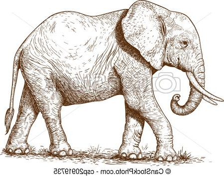 Tete Elephant Dessin Bestof Photographie Vectors Of Illustration Of Engraving Elephant Vector