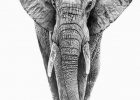 Tete Elephant Dessin Inspirant Image 8 Nouveau De Dessin Tete Elephant S Coloriage