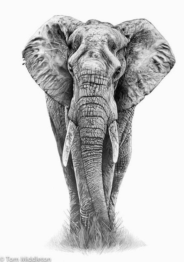 Tete Elephant Dessin Inspirant Image 8 Nouveau De Dessin Tete Elephant S Coloriage