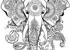 Tete Elephant Dessin Inspirant Photos Wild at Heart Adult Coloring Book