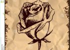 Vintage Dessin Nouveau Collection Vintage Rose Bud Sketch Illustration Stock Vector