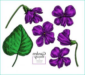 Violette Dessin Luxe Image Fleur Violette De Dessin Set De Floral Vector Dessinés À