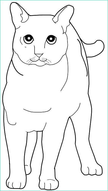 Chat Coloriage Bestof Images Coloriage Chats
