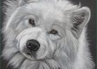 Chienne Dessin Beau Image Les Pastels De Chiens