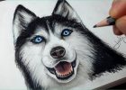 Chienne Dessin Impressionnant Photos 13 Cool De Chien Dessin Facile S Coloriage Coloriage