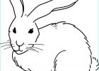 Coloriage à Imprimer Lapin Cool Collection Nos Jeux De Coloriage Lapin à Imprimer Gratuit Page 2 Of 11