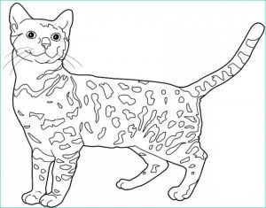 Coloriage Chat A Imprimer Luxe Collection Coloriage Chat Leopard Du Bengale Dessin Gratuit à Imprimer