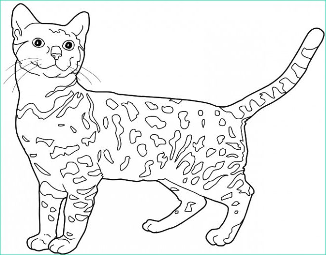 Coloriage Chat A Imprimer Luxe Collection Coloriage Chat Leopard Du Bengale Dessin Gratuit à Imprimer