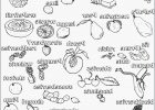 Coloriage Magique En Anglais Luxe Galerie 13 Pascher Coloriage Magique Anglais Graph Coloriage