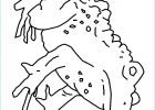 Coloriage toad Inspirant Photos Coloring Picture Of toad Child Coloring