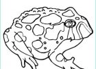 Coloriage toad Luxe Collection toad Coloring Page Twisty Noodle
