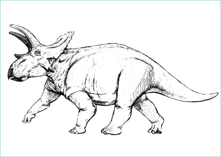 Coloriage Triceratops Beau Photos Coloriage Tricératops Img 9148