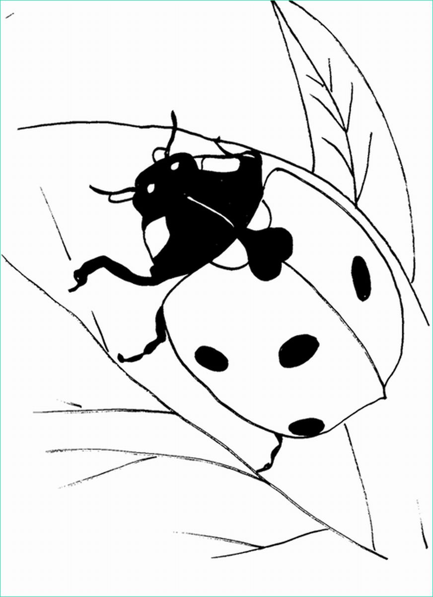 Ladybug A Colorier Luxe Stock Ladybug Coloring Pages
