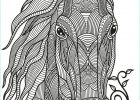 Mandala Chevaux Luxe Photos Horse Zentangle