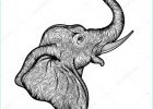 Tete D&#039;elephant Dessin Beau Photos Elephant De Profil Beau S Tête D’éléphant Dans La