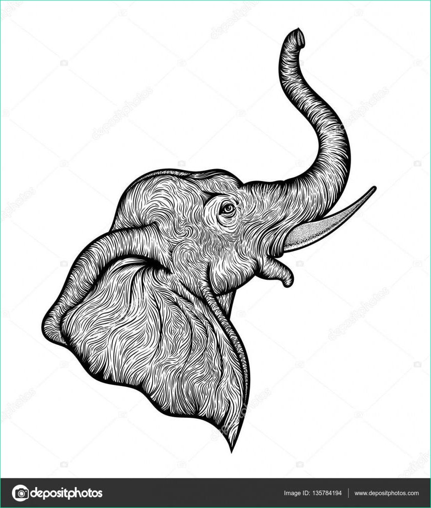 Tete D&amp;#039;elephant Dessin Beau Photos Elephant De Profil Beau S Tête D’éléphant Dans La