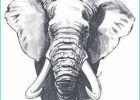 Tete D&#039;elephant Dessin Inspirant Photos African Elephant Head